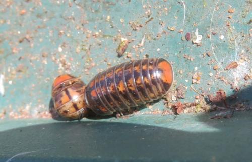 Glomeris ligurica